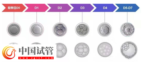 囊胚等级与宝宝健康之间有关系吗？(图2)