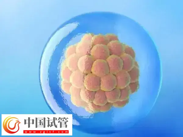 5bc囊胚跟4bc的囊胚质量哪个好(图1)