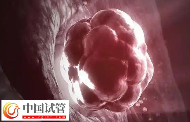 试管婴儿移植后胚胎多久能着床？(图1)