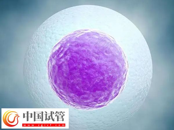 试管婴儿fet移植成功率是多少(图2)