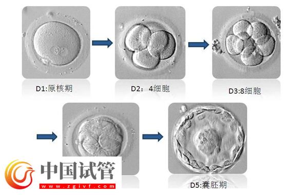 移植囊胚容易变成双胞胎是怎么回事(图2)
