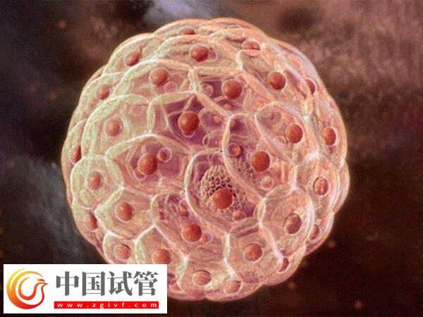 11个囊胚为什么都要冷冻(图1)