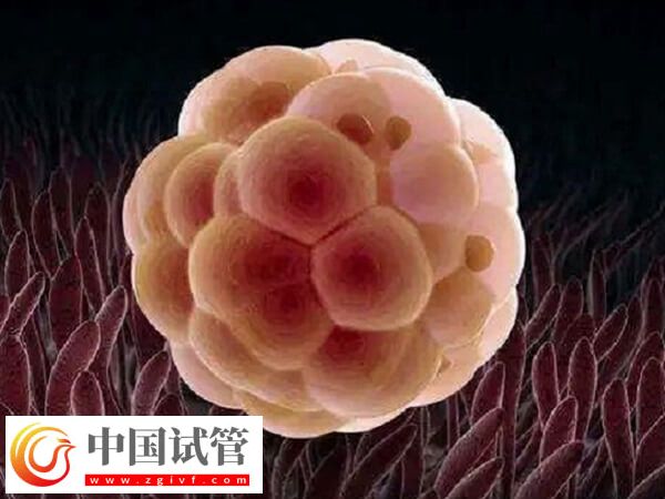 5bb和6bb囊胚哪个好(图2)