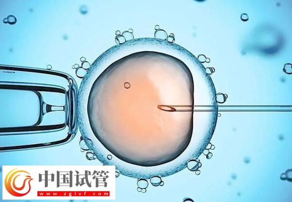 D6胚胎的质量好还是D5的好(图2)