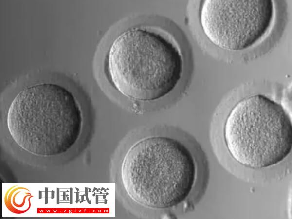 促排卵后卵泡不长怎么办(图2)