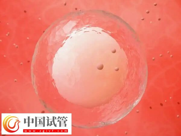 如何保证冷冻后的卵子质量(图2)