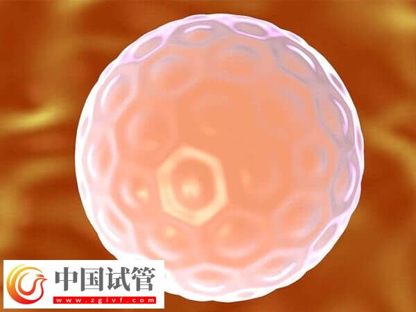 胚胎培育周期结束后何时进行移植(图2)
