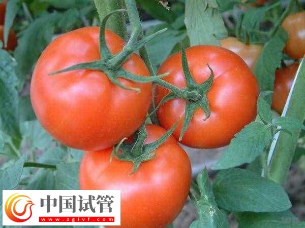 取卵后可以吃什么食物(图2)