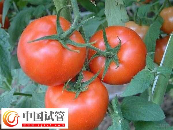 取卵后饮食安排要有数，可以吃什么不能吃什么食物看完知(图2)
