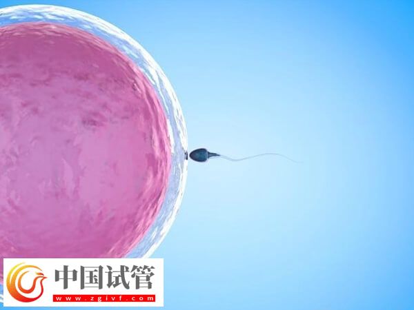 导致胚胎移植失败的因素是什么(图1)