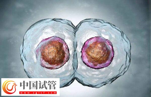 鲜胚和冻胚移植哪个好(图2)