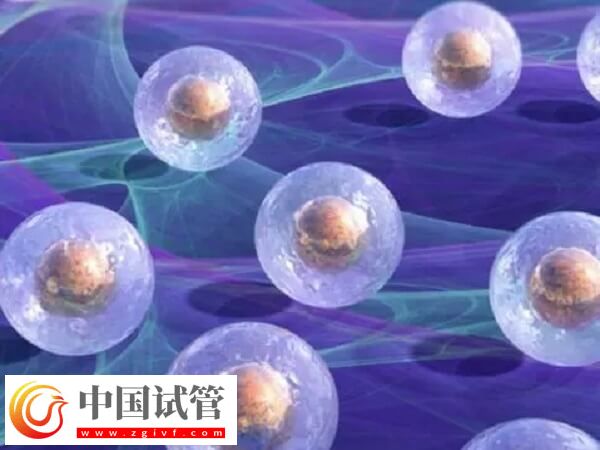 移植囊胚是不是容易生下双胞胎(图1)