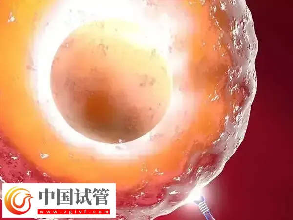 5个卵泡怀孕几率多大(图2)
