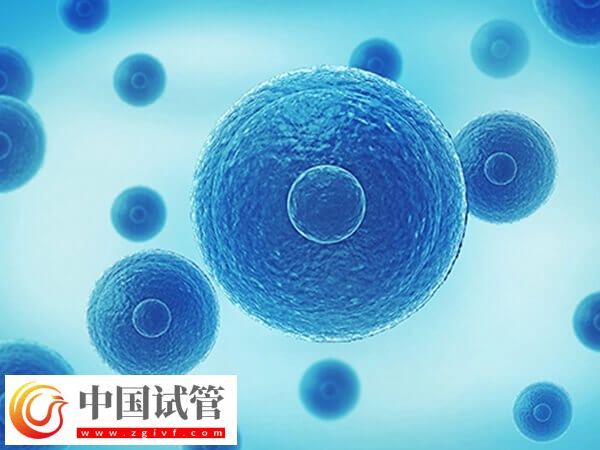 三代囊胚送检40天还没出结果咋回事(图1)