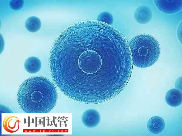 每天打排卵针为什么卵泡会减少(图2)