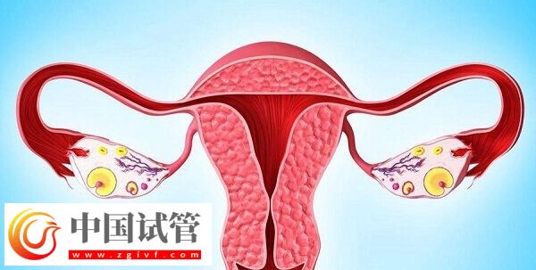 达菲林降调成功卵泡是多大(图4)