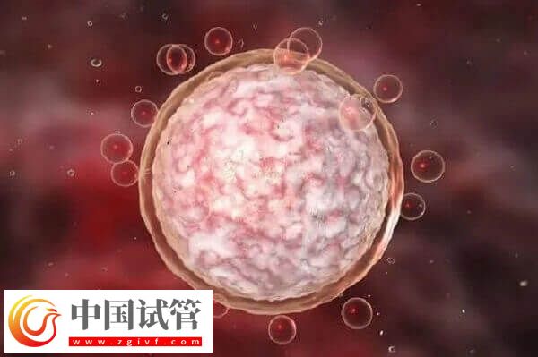 达菲林降调成功卵泡是多大(图2)