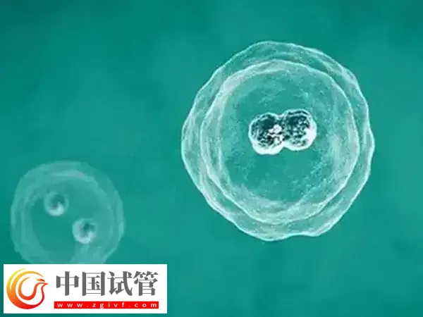 试管移植后肩胛骨疼热敷几次好(图1)