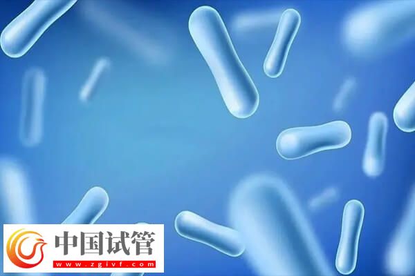 试管移植前吃益生菌的作用是什么(图2)