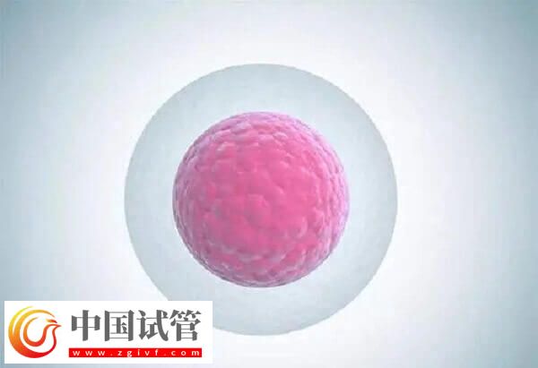 注射普丽康卵泡一天长多少(图2)