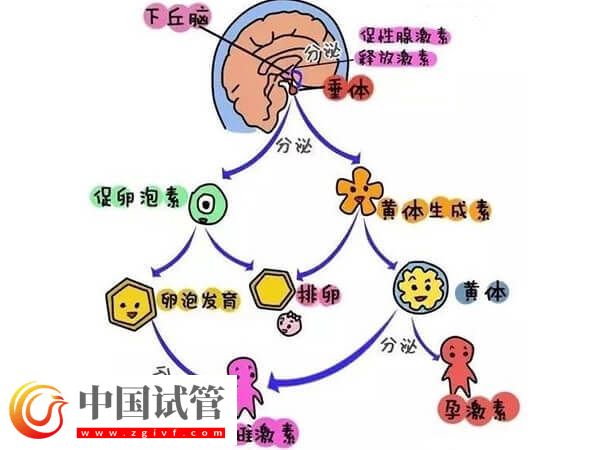 注射普丽康卵泡一天长多少(图3)