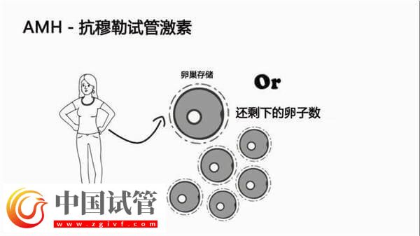 40岁女性的amh数值为5是正常的吗？参考值是多少？(图1)