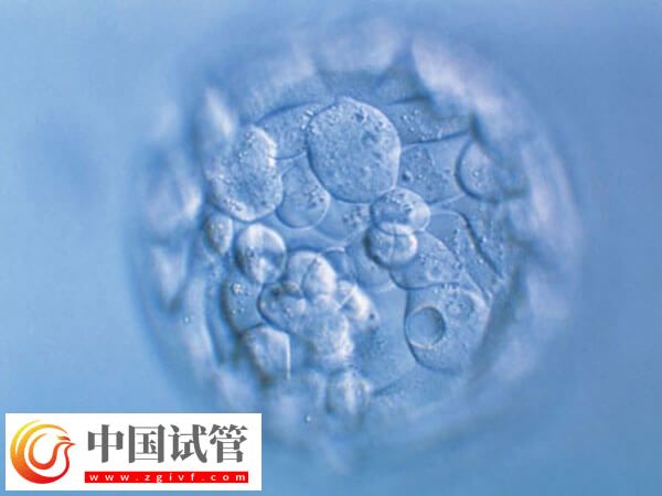 46岁经期正常的高龄女性卵子质量好不好(图1)