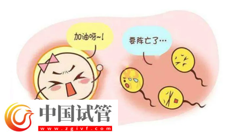弱精怀孕了会影响胚胎质量吗(图1)